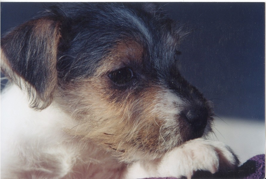 hermoinepup.jpg