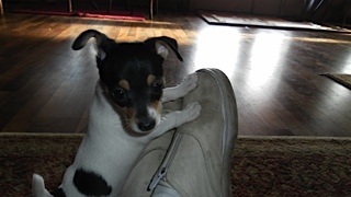 lacypup.jpg