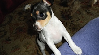lacypup2.jpg