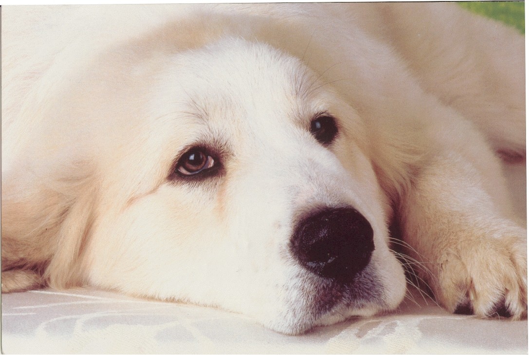 pyrpup.jpg